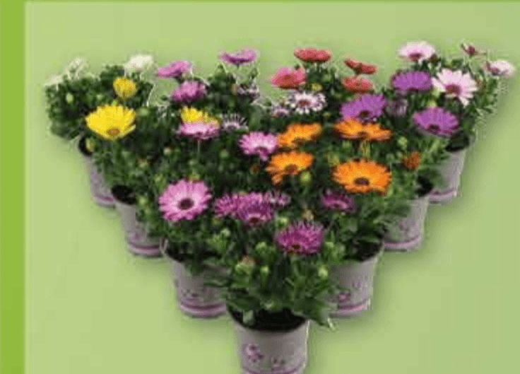 Afrička Ivančica lončanica Ø 10 cm, visina 30 cm - Akcija u trgovini Plodine