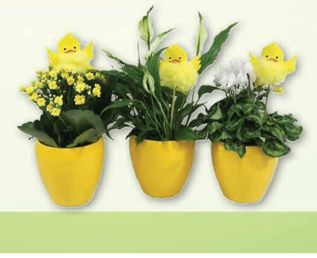 Uskršnji aranžman Ø 12 cm, visina 25 cm - Akcija u trgovini Plodine