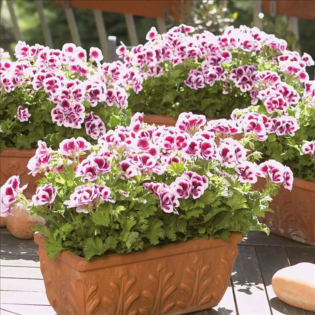 Pelargonija 'Clarion' T13 Volmary - Akcija u trgovini Bauhaus