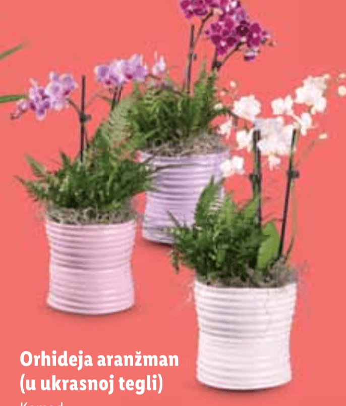 Orhideja aranžman - Akcija u trgovini Lidl