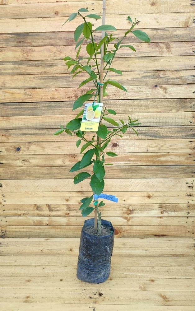 Sadnica Limun 1 kom Vrtovi Hrvatske - Akcija u trgovini Interspar