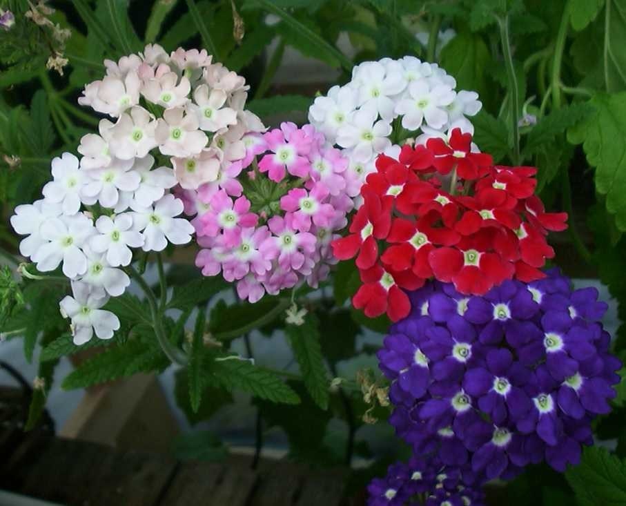 Verbena mix lončanica Ø 10 cm, visina 0 cm - Akcija u trgovini Plodine