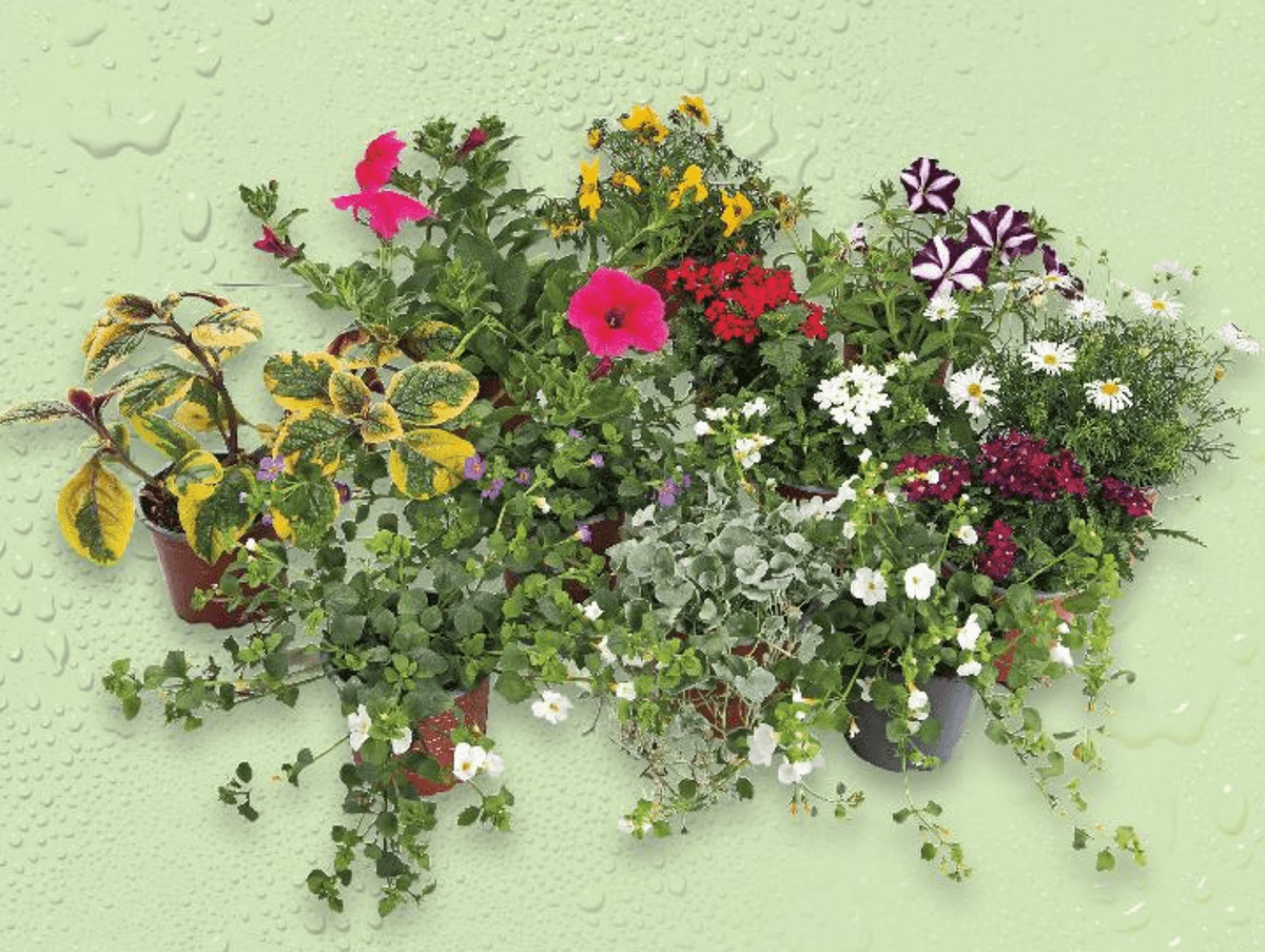 Balkonsko cvijeće 1 komad - Akcija u trgovini Kaufland