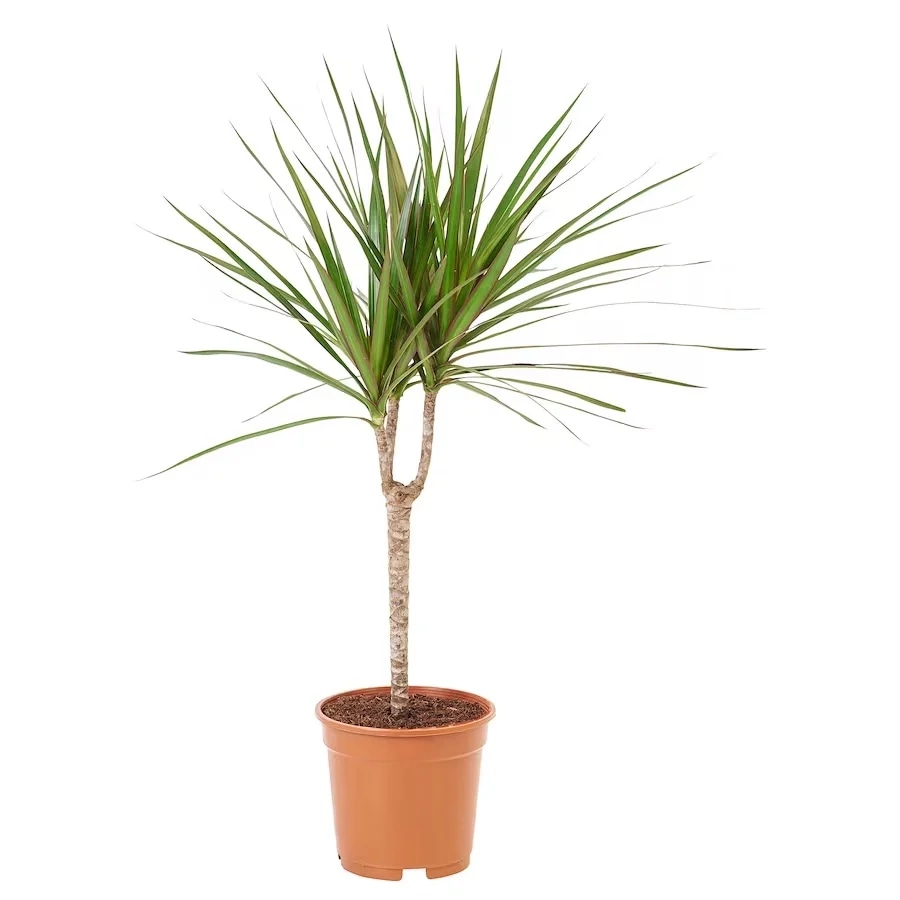 Cvijet dracaena marginata promjera 17 cm Akcija u trgovini KTC