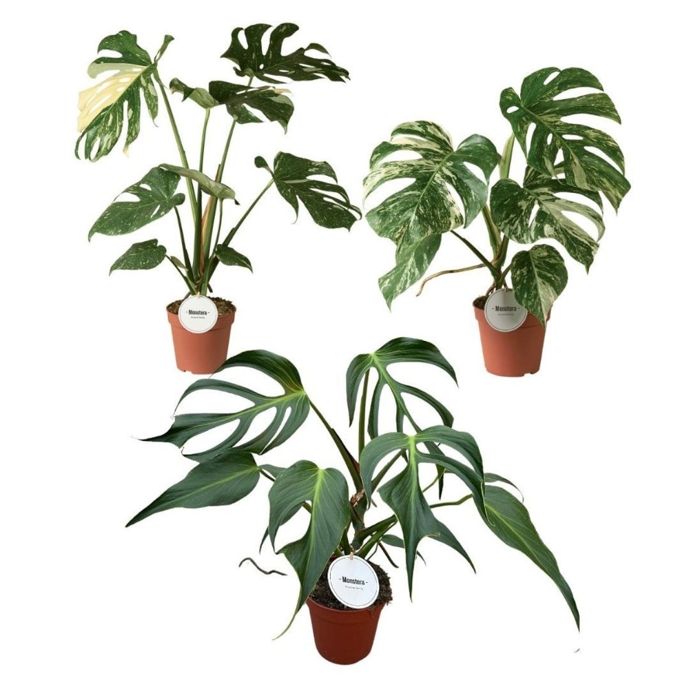 Monstera Mix lončanica 12 cm, visina 50 cm Akcija u trgovini Plodine