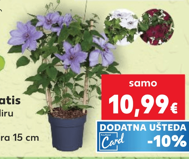 Klematis komad - Akcija u trgovini Kaufland