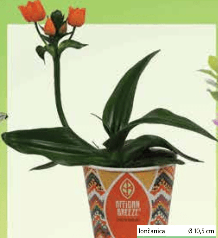 Betlehemska zvijezda lončanica Ø 10,5 cm, visina 20 cm - Akcija u trgovini Plodine