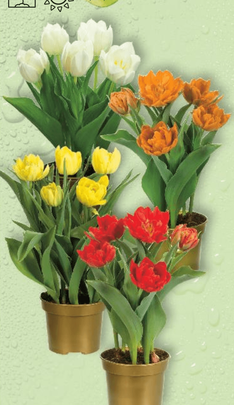 Tulipani komad - Akcija u trgovini Kaufland