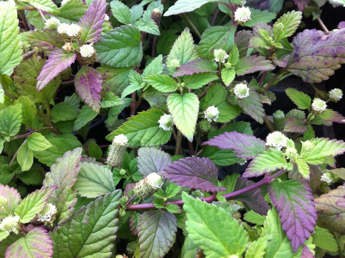 Astečka trava - Akcija u trgovini Bauhaus