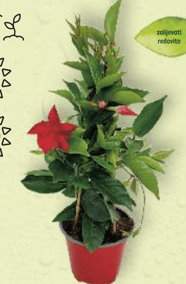 Dipladenia-Sundavilla 17 cm - Akcija u trgovini Kaufland