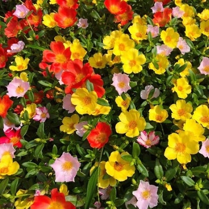 Prkos (Portulaca grandiflora) T9 - Akcija u trgovini Bauhaus