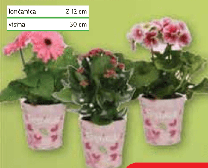 Cvatući sobni mix - Akcija u trgovini Plodine