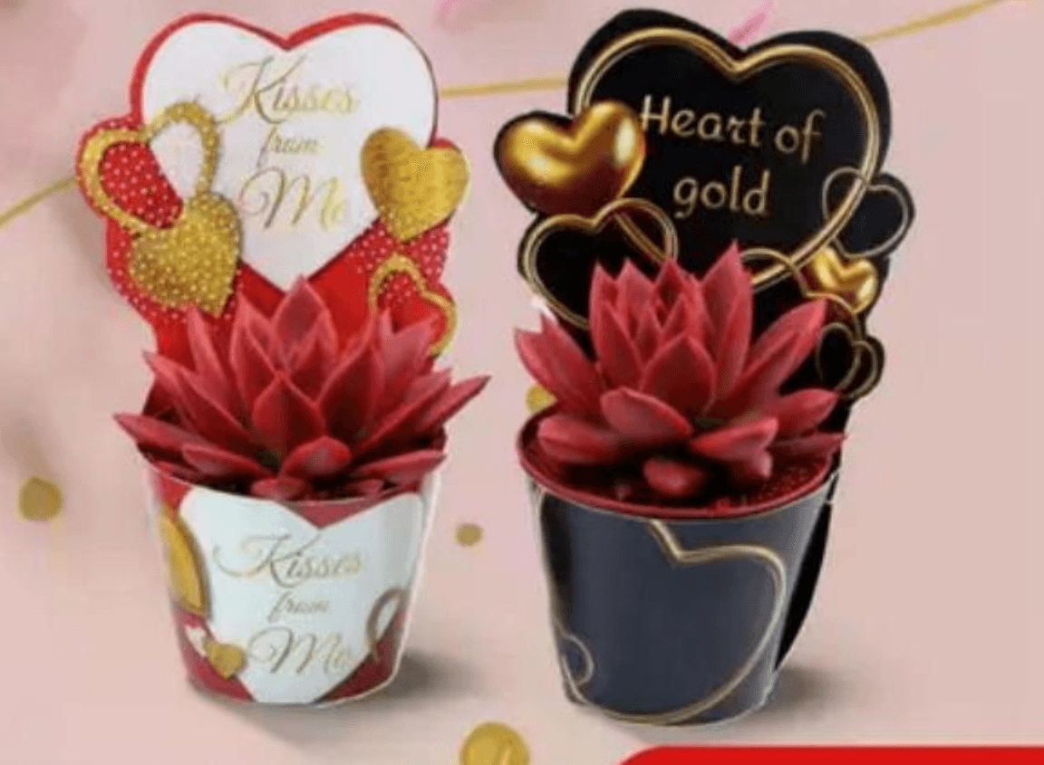 Sukulenti lončanica Ø 8,5 cm, visina 10 cm - Akcija u trgovini Plodine