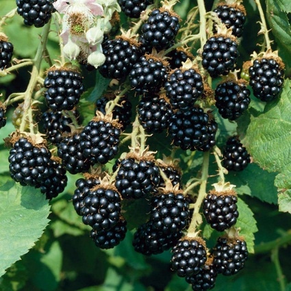 Sadnica Kupina - Akcija u trgovini Pevex