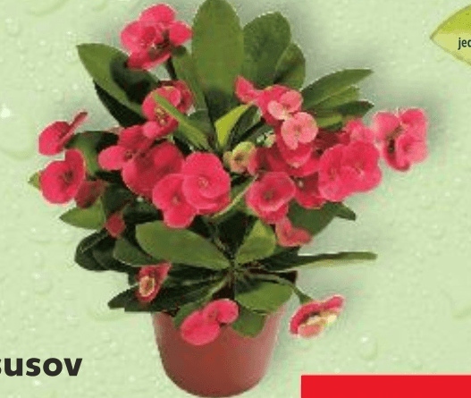 Mini Isusov trn komad - Akcija u trgovini Kaufland