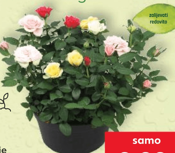 Ruža 1 komad - Akcija u trgovini Kaufland