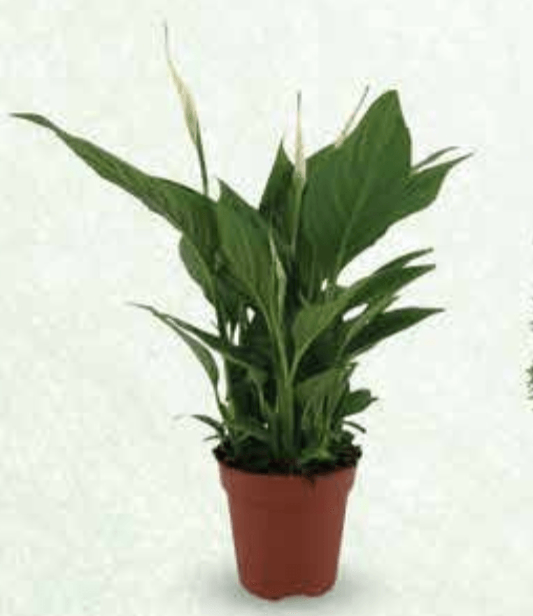 Spattifilium - Akcija u trgovini Plodine