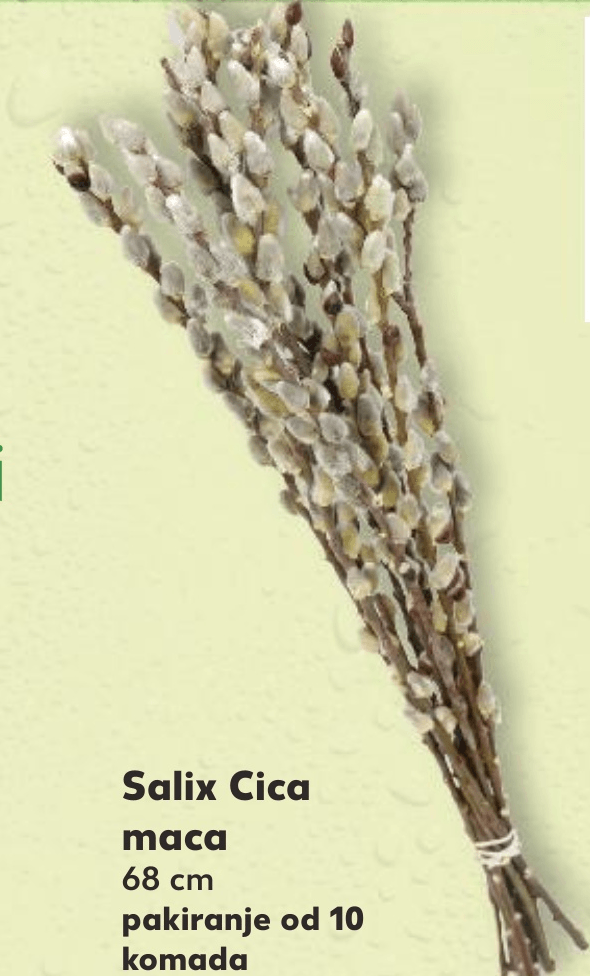 Salix Cica 68 cm - Akcija u trgovini Kaufland