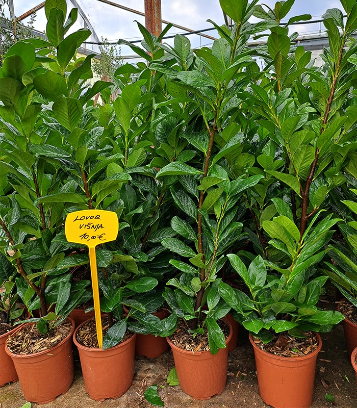 Lovor višnja - Akcija u trgovini KTC