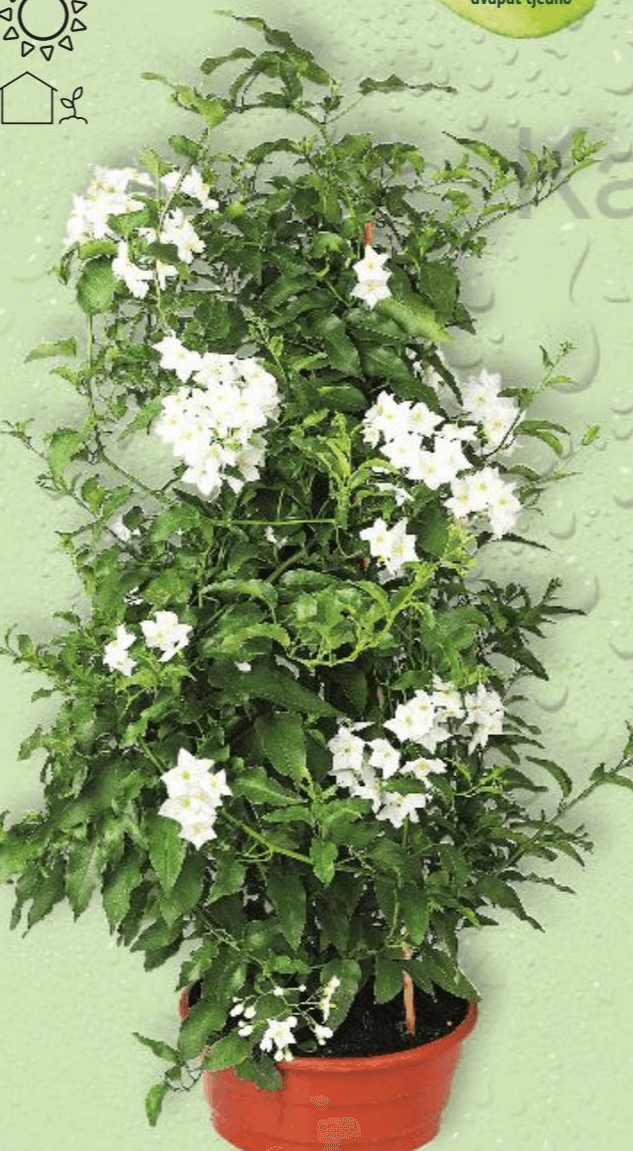 Jasmin 1 komad Akcija u trgovini Kaufland