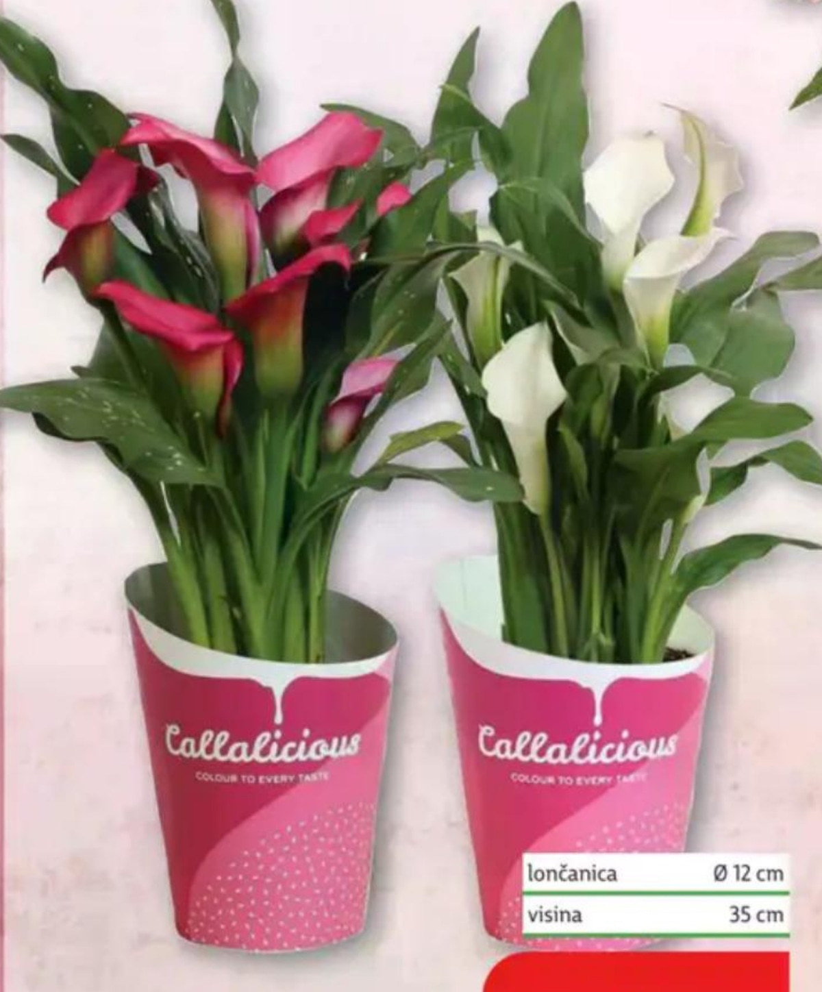 Roza Kala Callalicious - Akcija u trgovini Plodine