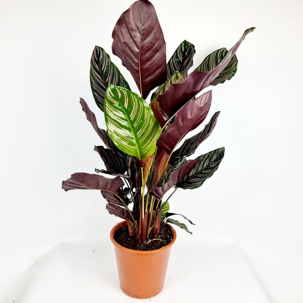 Lončanica Calathea Sanderiana Ø19, 80 cm - Akcija u trgovini Pevex