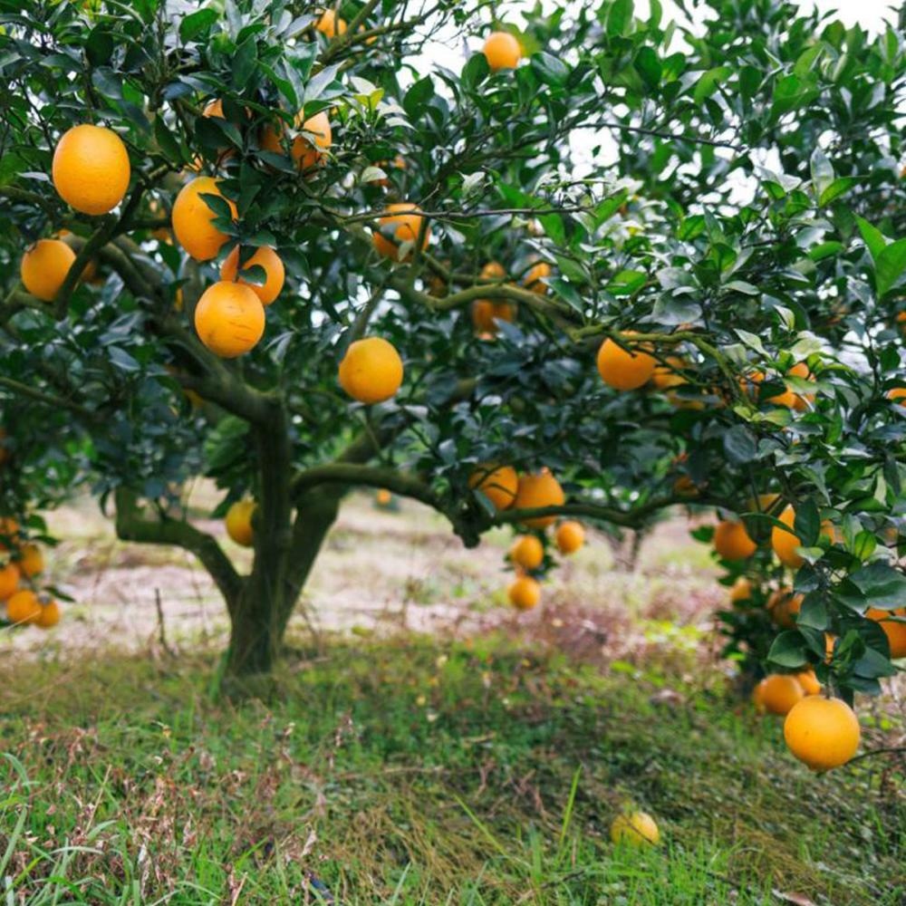 Sadnica naranče visina 70 cm - Akcija u trgovini Plodine