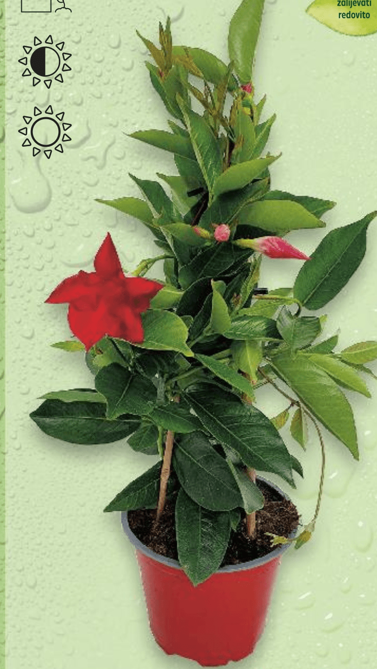 Dipladenia-Sundavilla 1 komad - Akcija u trgovini Kaufland