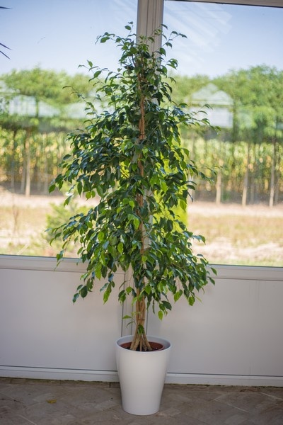 Fikus Benjamin visina 120 cm - Akcija u trgovini Plodine