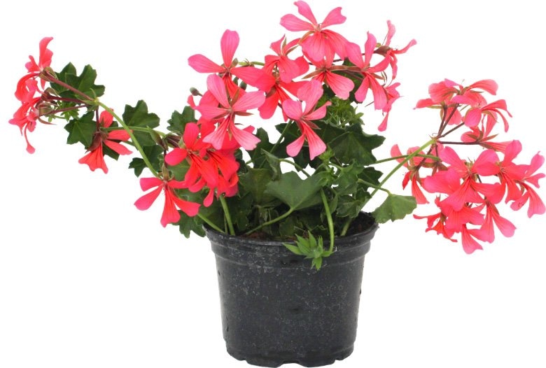 Viseća jednostruka pelargonija - Akcija u trgovini Bauhaus