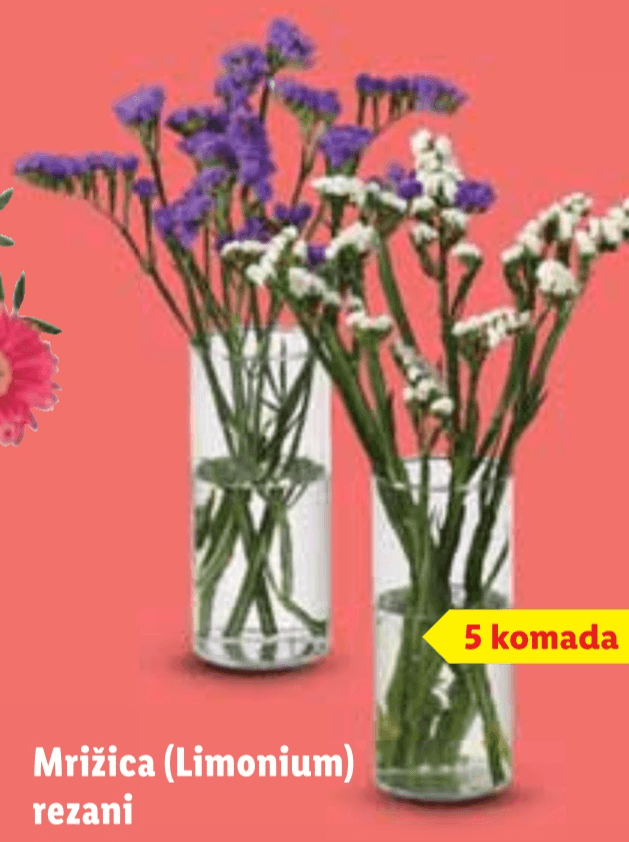 Mrižica (Limonium) rezani 5 komada - Akcija u trgovini Lidl