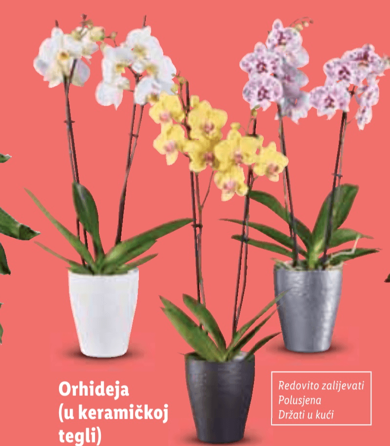 Orhideja Komad - Akcija u trgovini Lidl