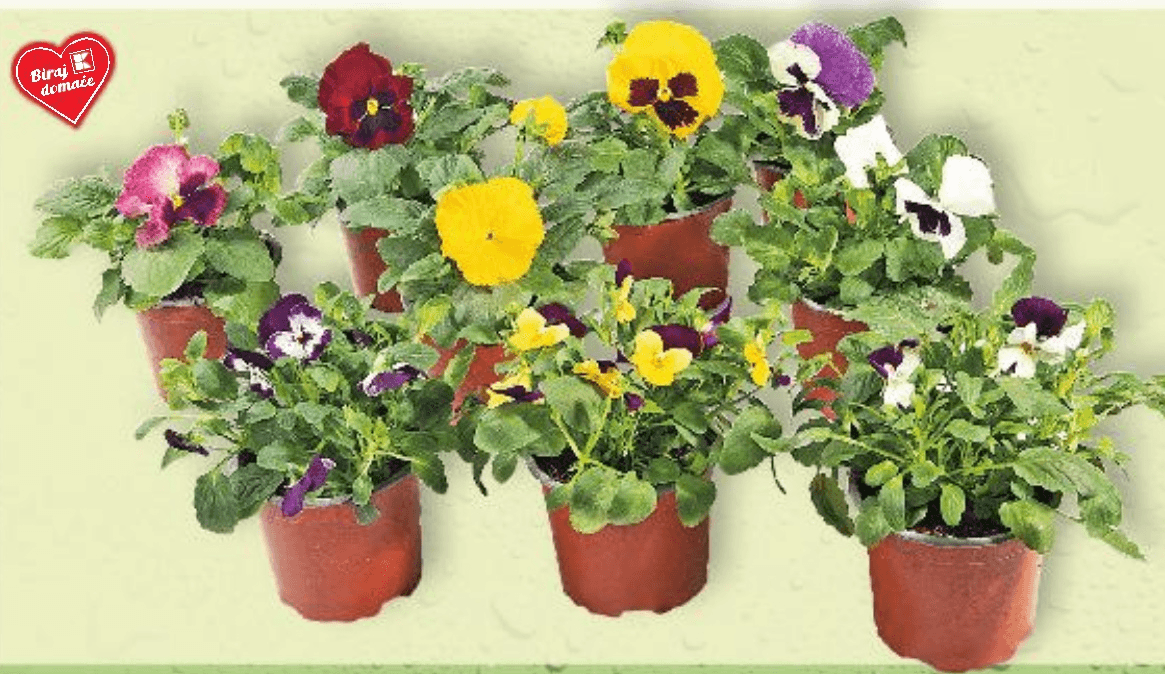 Maćuhica 1 komad - Akcija u trgovini Kaufland