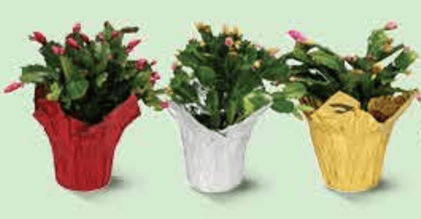 Božićni kaktus mix - Akcija u trgovini Plodine