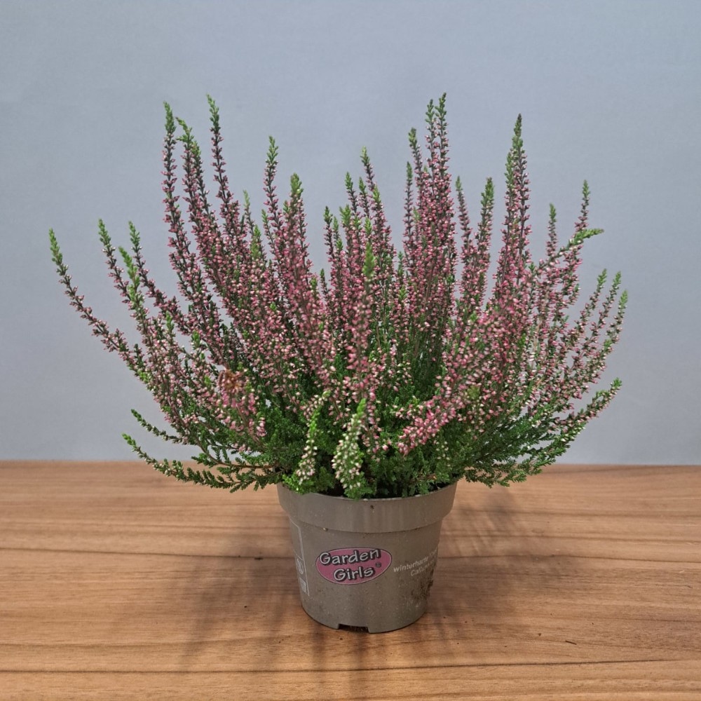 Sadnica Calluna T10/15 cm Akcija u trgovini Pevex