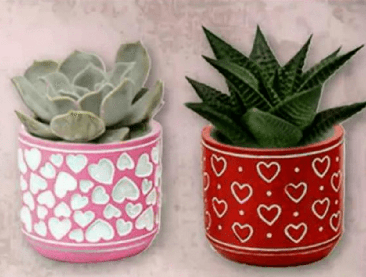 Sukulenti Srce - Akcija u trgovini Plodine