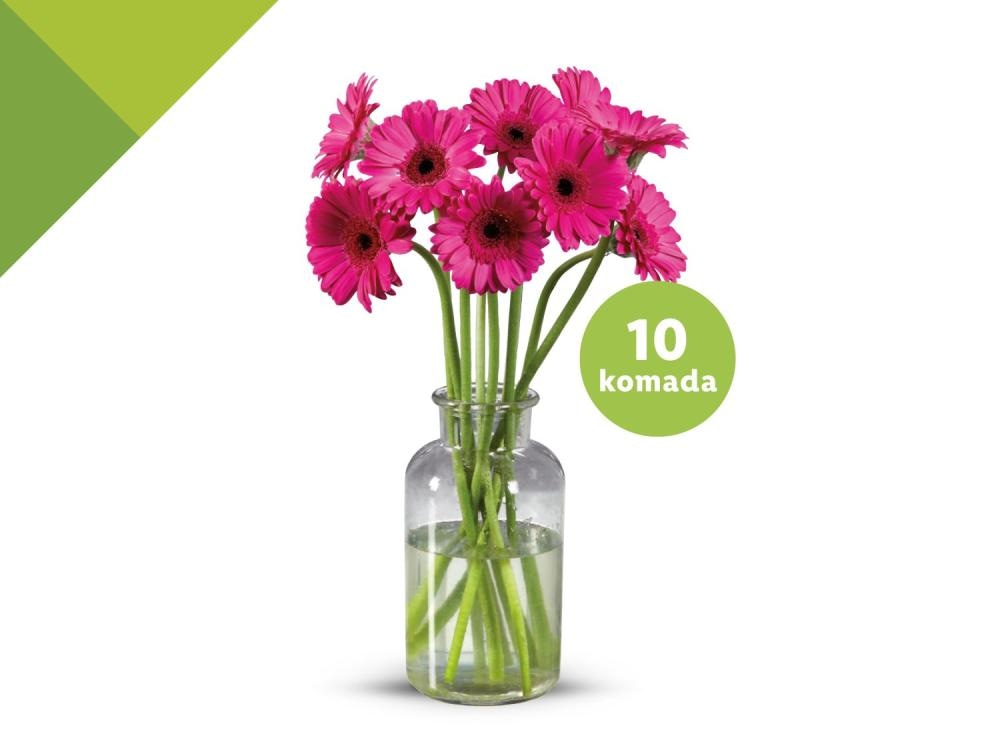 Gerberi - Akcija u trgovini Lidl