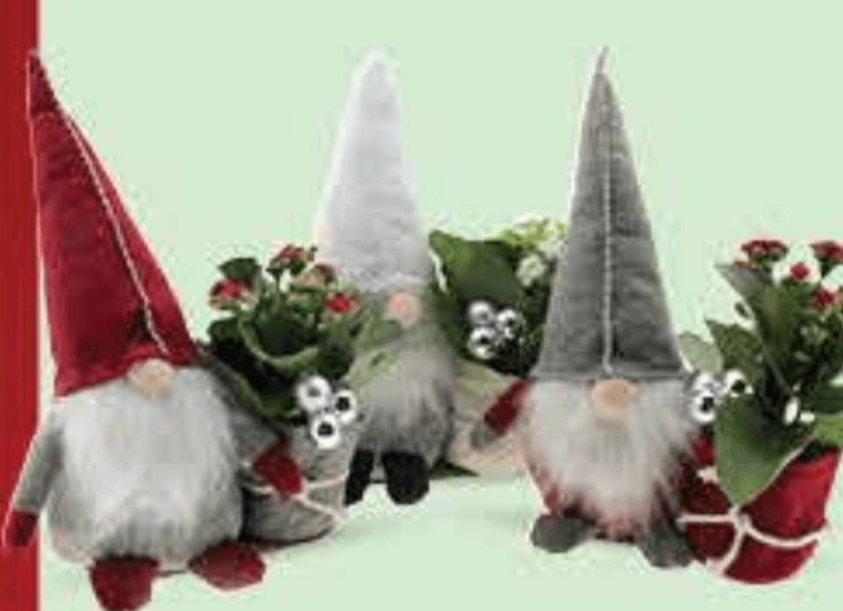 Aranžman Gnom - Akcija u trgovini Plodine