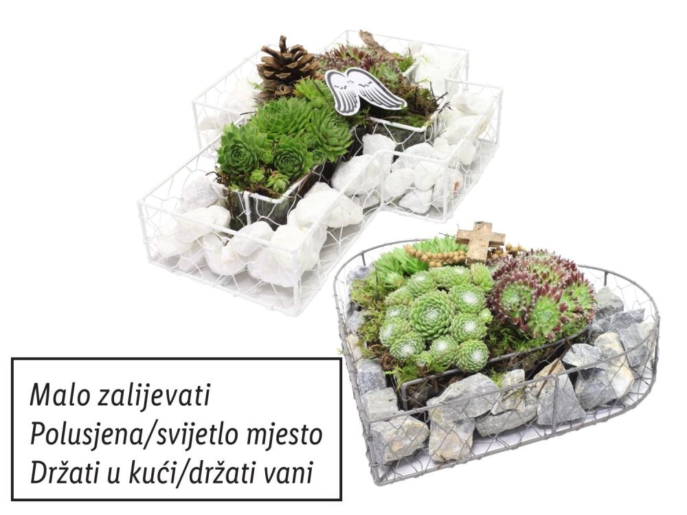 Sempervivum mix Akcija u trgovini Lidl