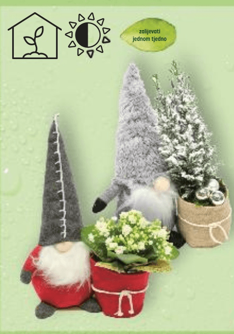 Biljka 1 komad - Akcija u trgovini Kaufland