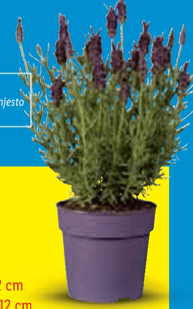 Lavanda stoechas - Akcija u trgovini Lidl