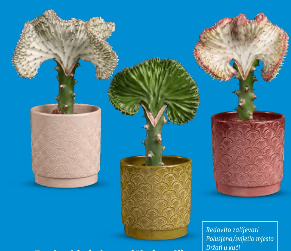 Euphorbia Akcija u trgovini Lidl