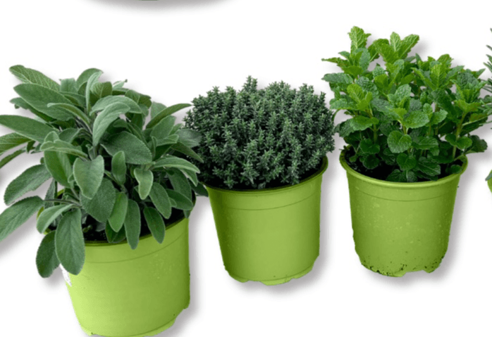 Začinsko bilje - Akcija u trgovini Bauhaus