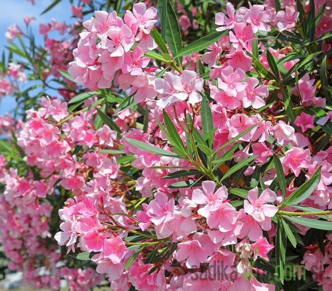 Sadnica Oleander Ø13 cm, visina: 40 cm - Akcija u trgovini Pevex