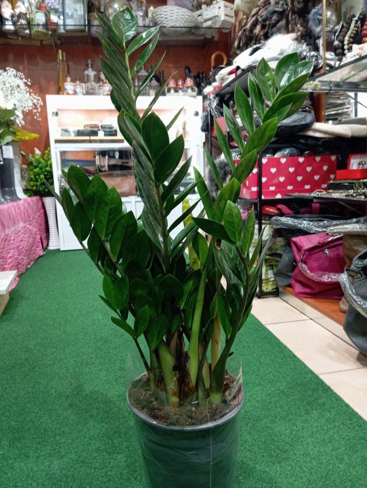 Lončanica Zamija Ø14, 50 cm - Akcija u trgovini Pevex