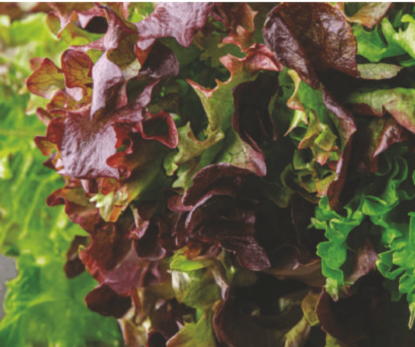 Trio salata 1 kom - Akcija u trgovini Tommy