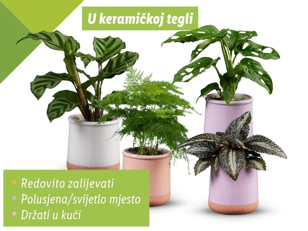 Zeleni mix Visina: cca 10-25 cm, Promjer: cca 6 cm Akcija u trgovini Lidl