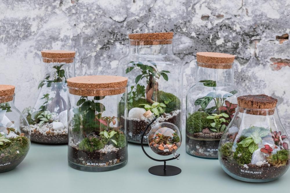 Biljne terarije - Akcija u trgovini Pevex