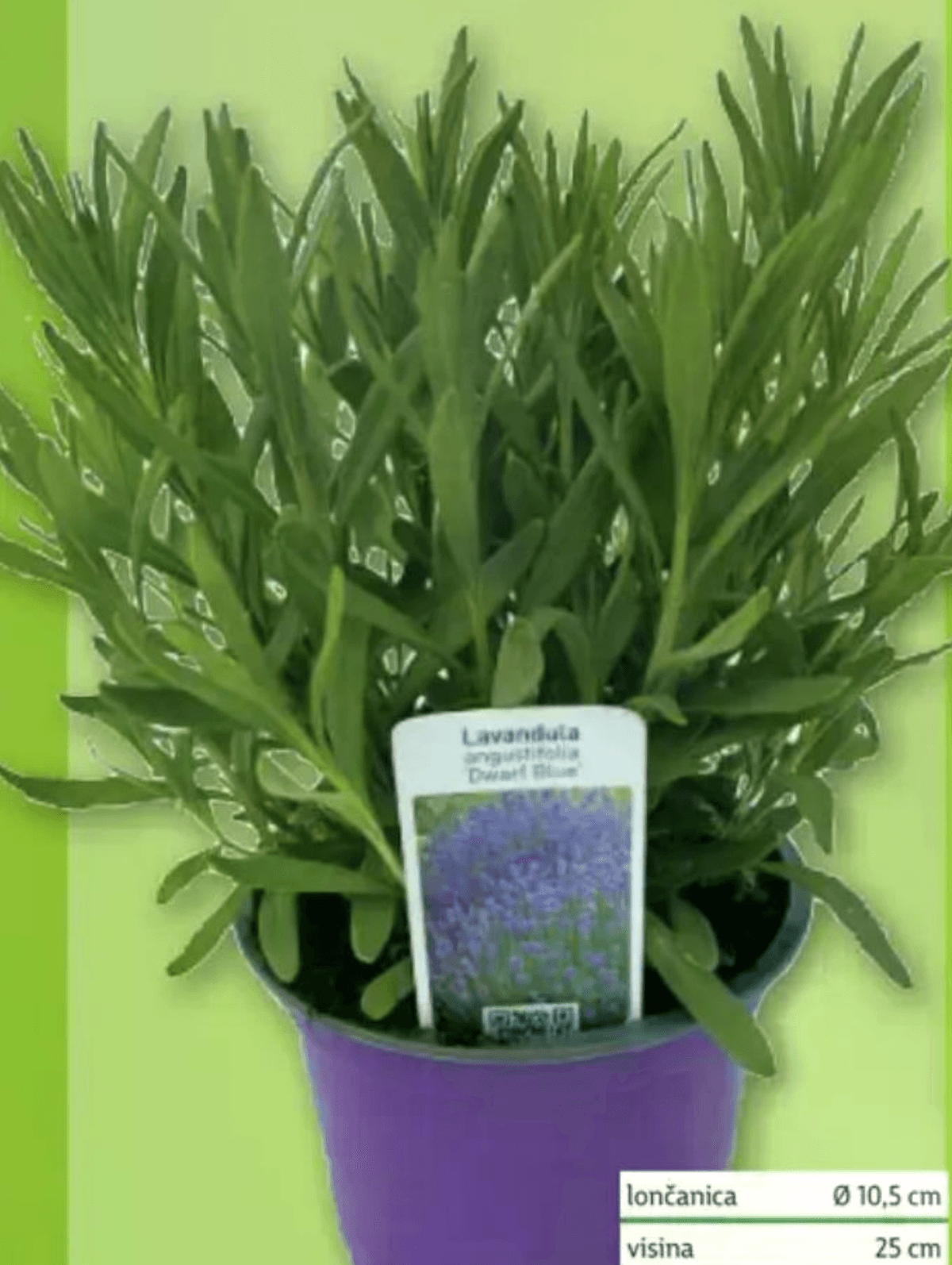 Lavanda - Akcija u trgovini Plodine
