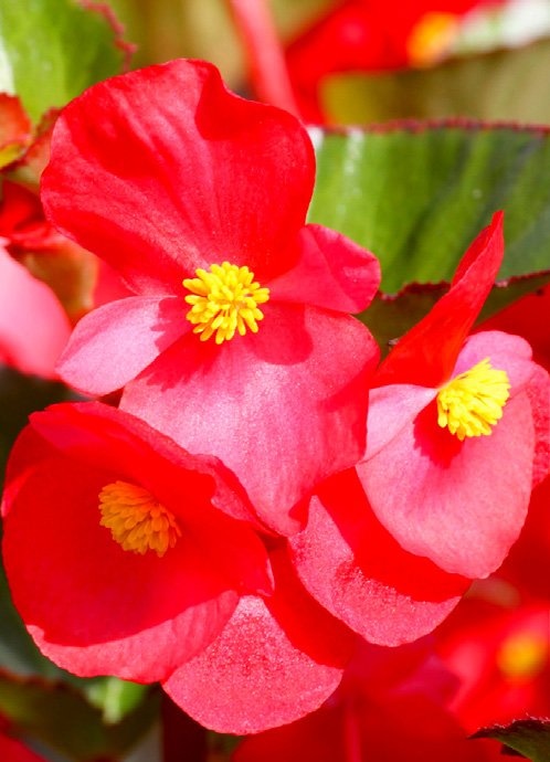 Trajnocvjetna begonija - Akcija u trgovini Bauhaus